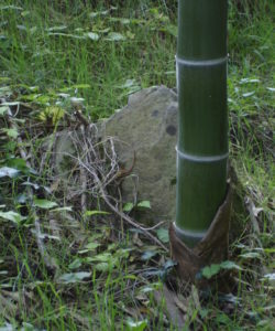 I germogli del bamboo gigante hanno il diametro della canna che stanno per generare: ecco perchè si raccolgono germogli di Phyllostachys edulis così grossi