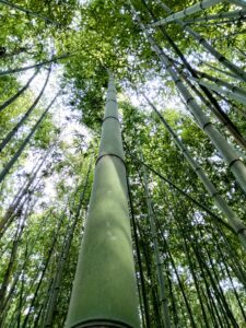 bambù piemonte
