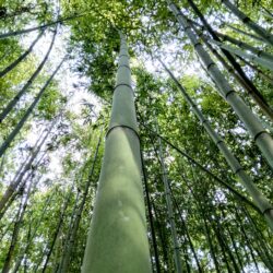 bambù piemonte