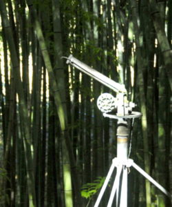 bambuseto produttivo irrigazione