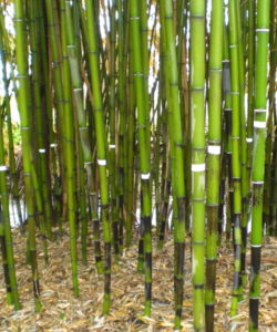 bambuseto produttivo canne
