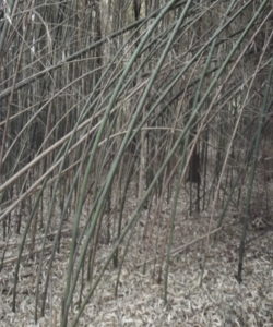 bambuseto produttivo danni da neve