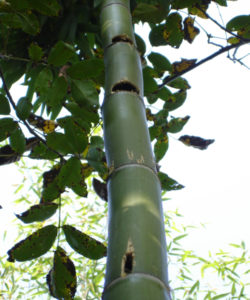 bambuseto produttivo avversità