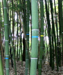 bambuseto produttivo canne