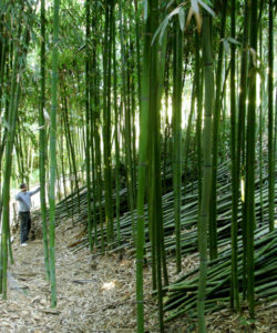 bambuseto produttivo raccolta