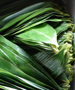 bambuseto produttivo foglie bambù