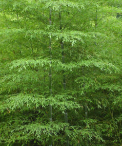 Il Phyllostachys edulis, o pubescens, comunemente detto “moso”, è una graminacea, e quindi a tutti gli effetti è una pianta erbacea