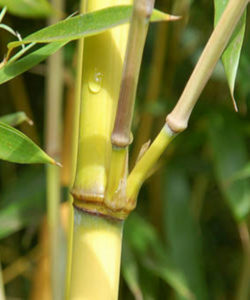 Lo stratagemma del Phyllostachys edulis: si rinnova ogni anno senza “invecchiare” ottimizzando la sua attività vitale.