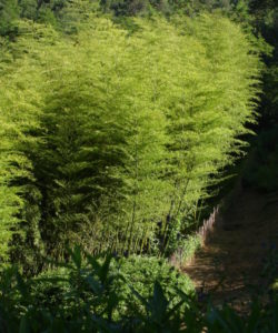 Le canne del Phyllostachys edulis possono raggiungere i 25-30 metri di altezza, ma solitamente crescono intorno ai 15-20 metri