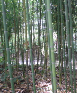Le canne più giovani di un bambuseto maturo e vigoroso raggiungono facilmente i 12-13 cm, fino ad un massimo di 15-18 cm, di diametro alla base.