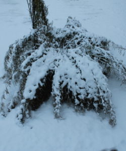 La resistenza e la elasticità delle canne di bambu nascono per poter sopportare forti flessioni, e anche le canne più grosse, in caso di neve, sono in grado di ritornare rapidamente alla posizione eretta senza danni