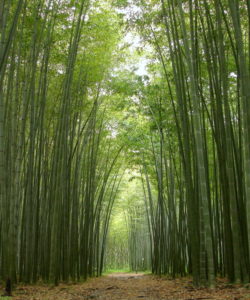 Il Phyllostachys edulis è un bambù gigante sempreverde.
