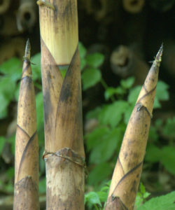 Il nome "edulis", di questo Phyllostachys, è derivato dal latino e indica come i suoi germogli sono commestibili