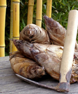 Il sapore dei germogli di bambu gigante ricorda sia l'asparago che il carciofo, ma con una tonalità molto delicata