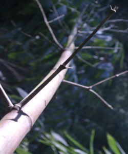 Il ciclo di crescita estremamente rapido del Phyllostachys edulis consente di ottenere in tempi limitati produzioni elevatissime di biomassa