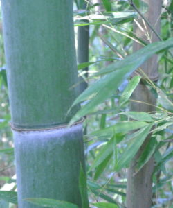  Il Phyllostachys edulis ha limitate esigenze d'impiego di pesticidi e fertilizzanti: si adatta facilmente alla coltivazione biologica.