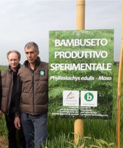 bambuseto produttivo sperimentale