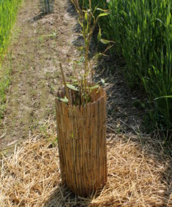 bambuseto produttivo sperimentale protezioni bio
