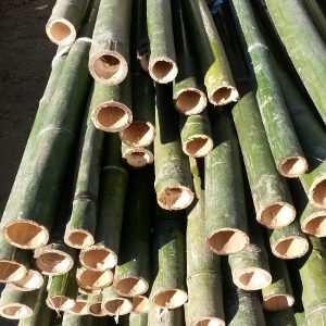 Canne di bambu': diam. 04 + cm
