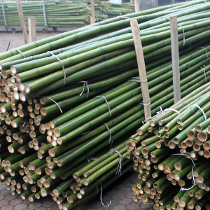 Canne di bambu': diam. 04 + cm
