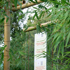Canna di bambu': diam. 06+ cm