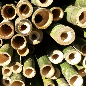 Canne di bambu': diam. 06+ cm