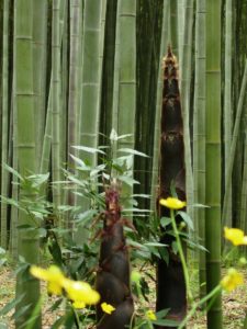 bambuseto biologico
