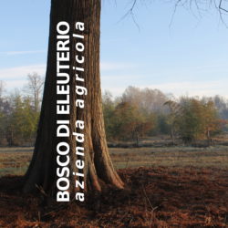 Bosco Le Risere