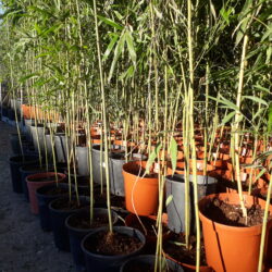 phyllostachys edulis 4 anni