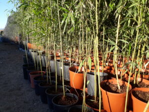 phyllostachys edulis 4 anni