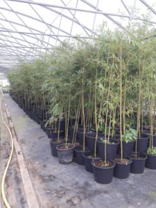 phyllostachys edulis 4 anni