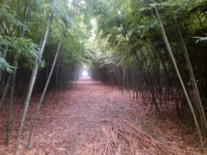 bambuseto piobesi