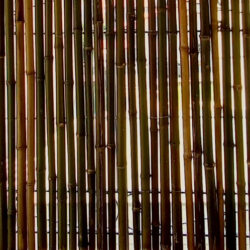arelle in bambu